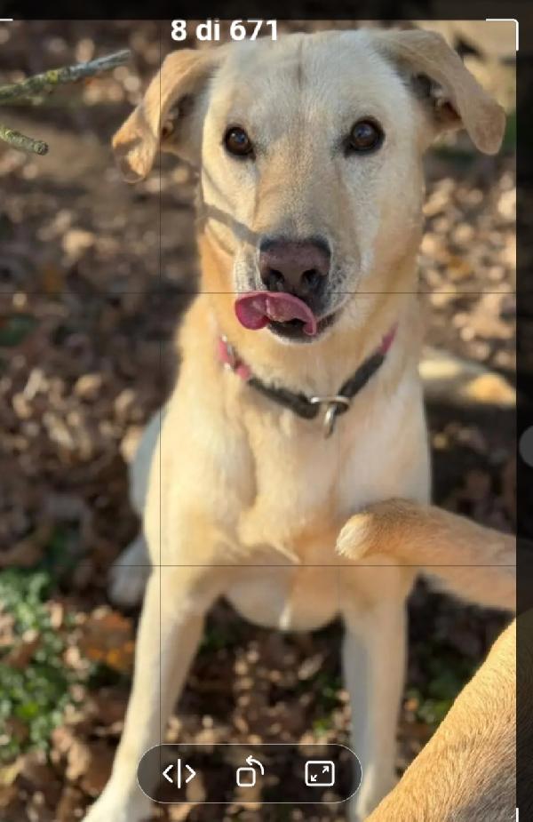 Vasco 4Anni Sballottato Da 1Box All Altro! Milano